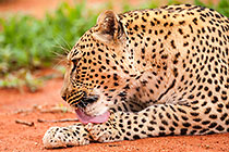 Leopard