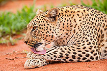 Leopard Hygiene