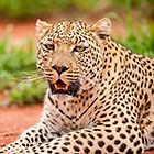 Leopard