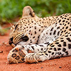 Leopard