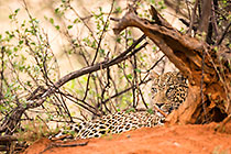 Leopard
