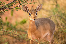 Damara dik-dik in green bushes
