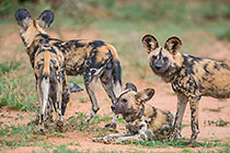 wild dogs at dawn