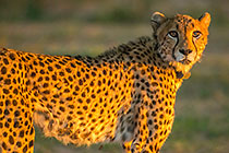 Cheetah