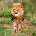 lion running