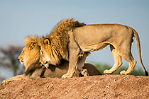 Lions