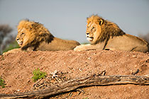 Lions