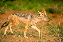 Jackal