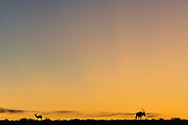 Oryx