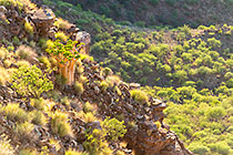 butter trees on rocky cliff