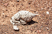 dung or poop