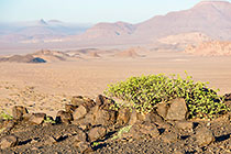 green bush on rocky hill