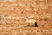 bat-eared fox