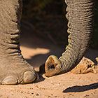 elephant feet & trump