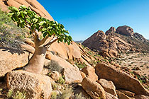 butter tree on rocky mountain