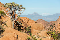 quiver tree on rocky mountain