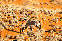 Oryxs
