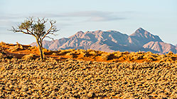 isolated tree on sand dune & mountain