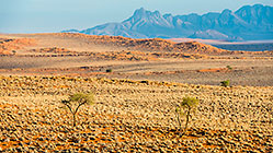 isolated trees on sand dune & mountain