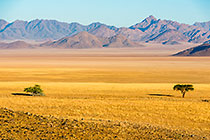 trees in plain &  mountains