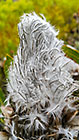 protea flowers | fynbos