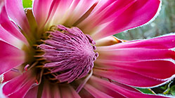 Protea