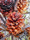 protea flowers | fynbos