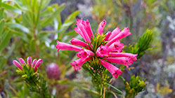 erica flowers | fynbos