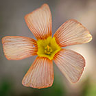 geeloog suring flower | Oxalis obtusa | Oxalidaceae