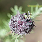 parasite plant