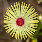 veggie flower