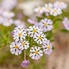 drumsticks flowers | Zaluzianskya villosa | Scrophulariaceae