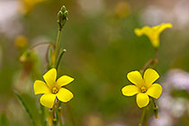 sorrel flowers