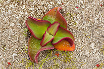 ice plant leaves | Aizoaceae
