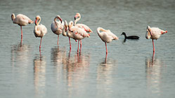 Flamingo