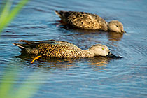 Shoveler