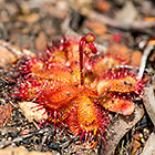 Drosera
