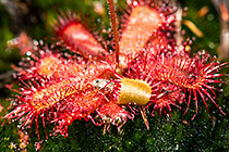 Drosera