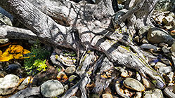 tree along river