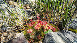Drosera