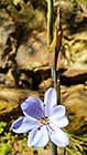 blue flower