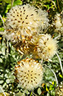 flower along hiking trail