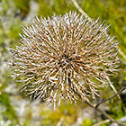 dry flower along hiking trail