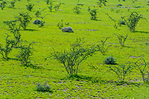 green bushes & grass