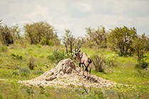 Oryx