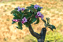tree in flower