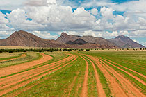 tracks through red sand in plain