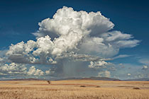cumulus tree over plain