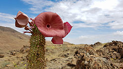 houdia flowers