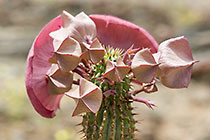Hoodia in Bloom